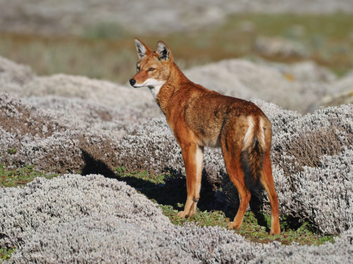 Ethiopian wolf (Canis simensis) at Bale Mountains National Park in EthiopiaNik Borrow