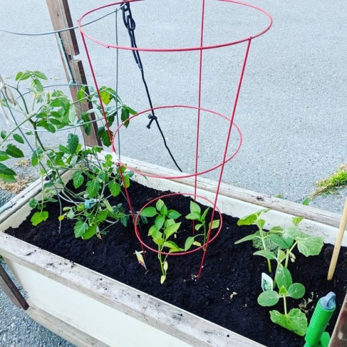 My #car broke today but at least I have a #garden #summer #cityliving #green #veggies #sherbrooke #s