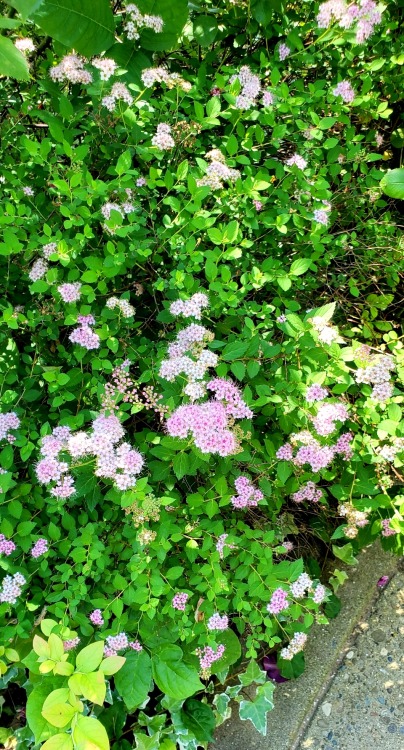 piprobinthegarden: Spirea is in full bloom this week.