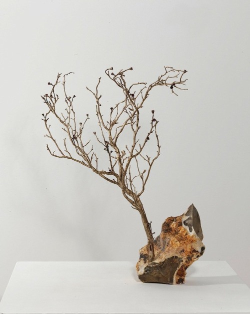 anya gallaccio. put that on my coffee table