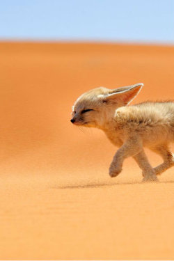 joeyisweet:  intercepti0n:  Fennec Fox by Francisco Mingorance   Weeeeeee!