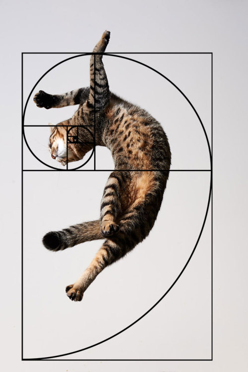 Furbonacci Sequence Proves That Cats Are Purrfect 