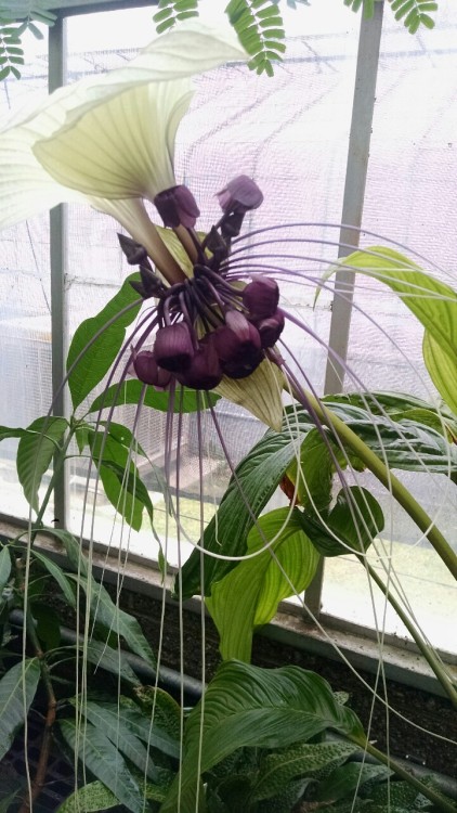 10/20/16: Tacca chantrieri, the “black bat flower”; a flowering species of plant wi