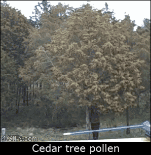 ravenmacduff:  sarcasticdumpling:  *muffled screams of those with hayfever in the