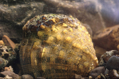 “Fanshell” (Cyprogenia stegaria)
….a Critically Endangered species of freshwater Unionid bivalve which is endemic to the United States, where it is only known to occur in three river systems. These systems are the Clinch River in Tennessee and...