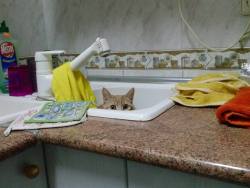 awwww-cute:  I am Hided (Source: http://ift.tt/1GcjA2h)