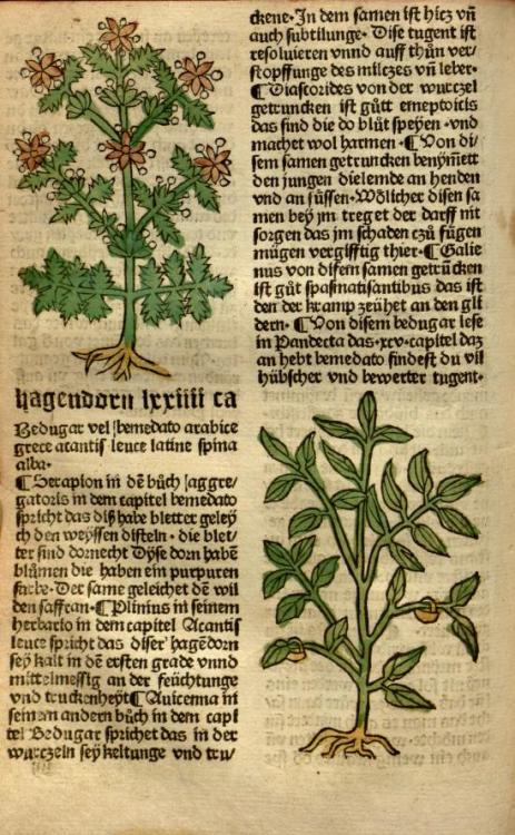 heaveninawildflower:   Botanical woodcuts taken from ‘Gart der Gesundheit’ by Hamsen Sch