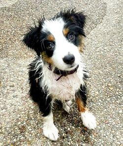 awwww-cute:  My puppy after her first swim