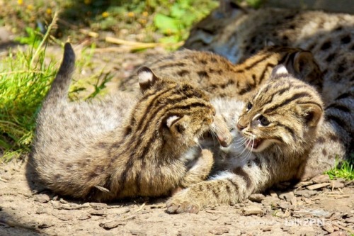 ainawgsd:Wild Cats Play Fighting