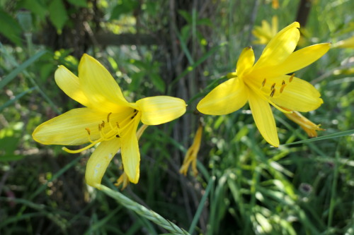 Hemerocallis lilioasphodelus — Yellow Day-lily