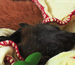 fuckyeahviralpics:  For your consideration; A Baby Bat. via imgur → more… 