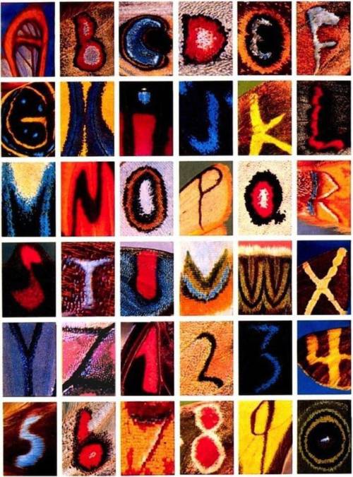 galaloser:blunt-science:Letters and Numbers Found on the Wings of Various Moths and Butterflies.the 