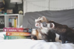 the-book-ferret:  Book Ferret “Boopers”: Smooches!