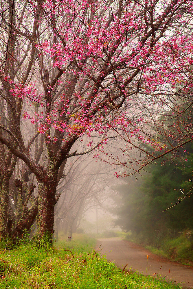 son-0f-zeus:  Wild Himalayan Cherry by Thanes G. 