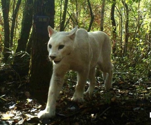 The world’s first recorded cougar with leucismPhotographed by Lucas Gonçalves as part of a research 