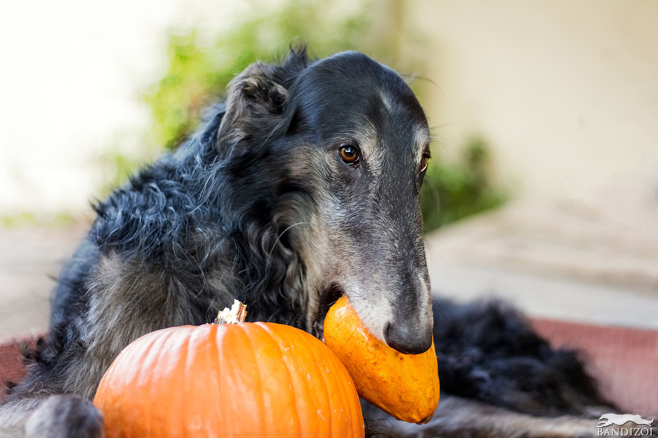 bandizoi:The wise dragon is very tender and gentle with his horde of squash
