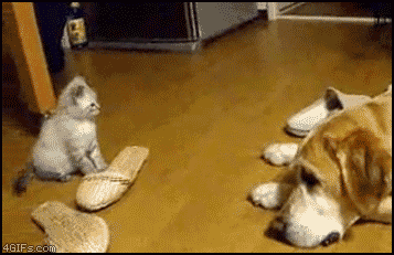 Best Funny Gifs Tumblr — cutest-animal-gifs-kitten-pounces-dog FOR MORE...