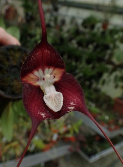 orchid-a-day:  Dracula nosferatuFebruary