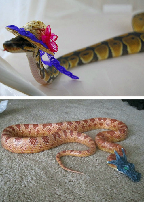 tastefullyoffensive:  Snakes Wearing Hats [via]Previously: Cats Wearing Animal Hats