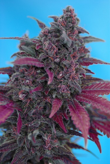thefourtwentytimes:  Dark Devil looks like it subsisted on a diet of grape koolaid