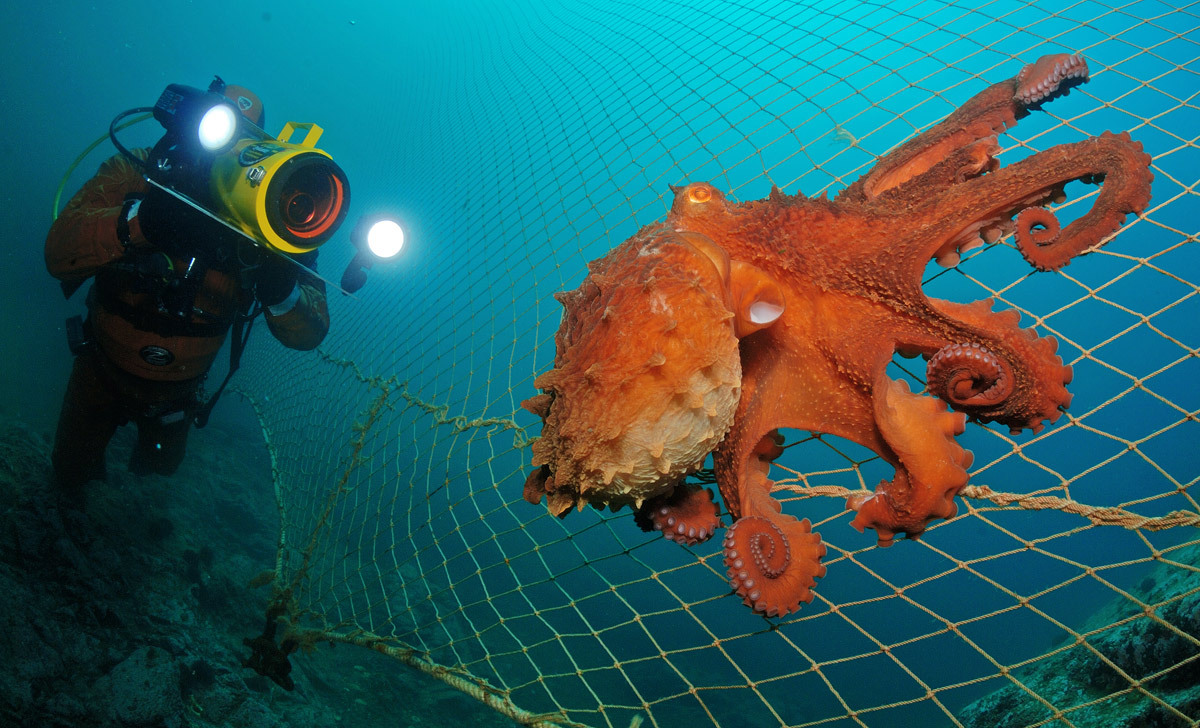 earthandanimals:  Diver meets Octopus Photo by Andrew Shpatak