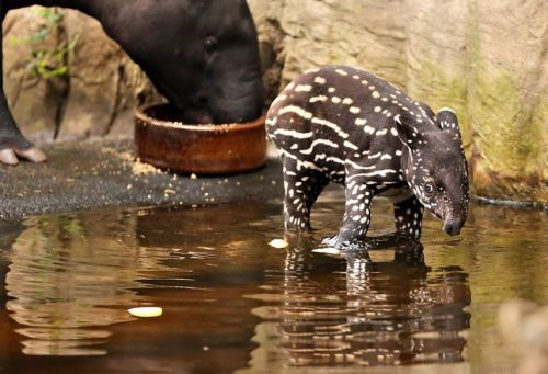 Baby Tapir Bath A cute one-month old Malayan tapir takes a bath, though seeming a bit wary of the wa