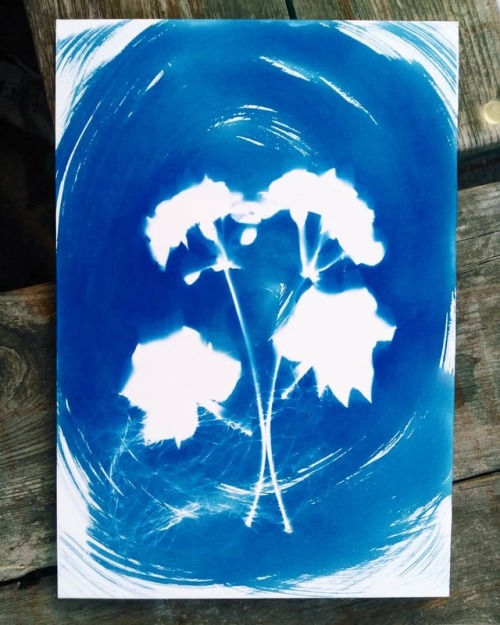 Granium - Cianotipia #test #fotograma #geranium #cyanotype #experiment #plant #azul #prusse #empreinte