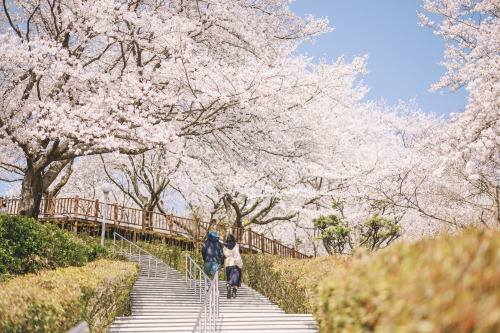 2022-04-02Spring, Cherry BlossomCanon EOS R3 + RF50mm f1.2LInstagram  |  hwantastic79vivid