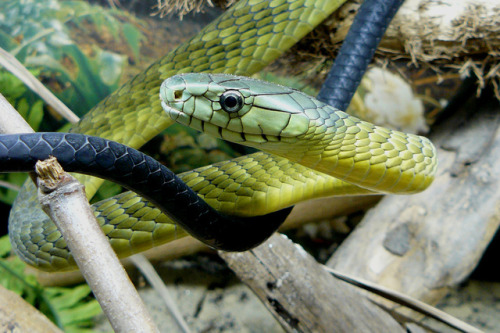 snakeoftheday:Todays Snake Is:The Jameson’s Mamba (Dendroaspis jamesoni) is a highly venomous snake 