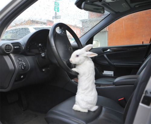 asgardreid: mrdreadful: &ldquo;We’re out of carrots. Get in.&rdquo; &ldquo;Get in 