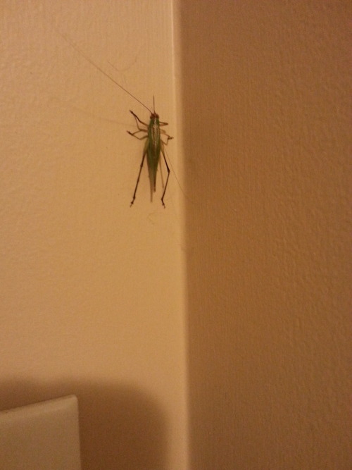 lauralandons:two questions:WHAT THE FUCK IS THATWHY THE FUCK IS IT IN MY HOUSEThat would be a cricke