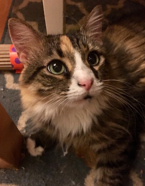 naamahdarling: floofybab: nighttime playtime with the baby! holy crap that is a GORGEOUS cat! aaaaaa