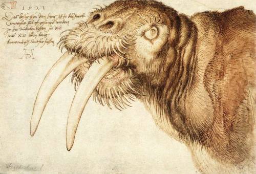 Albrecht Durer’s drawing of the head of a walrus, 1521. This was part of a series of drawings of exo
