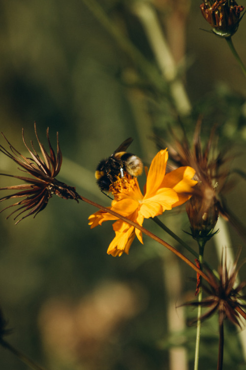 macrophotography