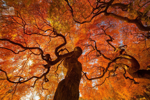 forest-faerie-spirit: coiour-my-world:Autumn tree at shinjuku gyoen national park at Tokyo | Da