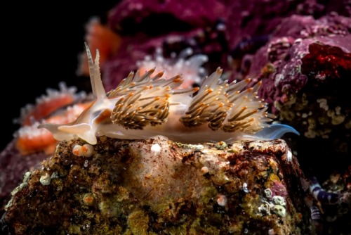 montereybayaquarium:If you’re new to nudibranchs, here’s the skinny. “Nudibranch” means “naked gills