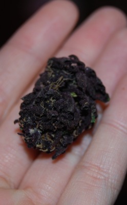 royallyoily:  Here’s another shot of that Purple Nectar from Five Zero Trees in Portland, OR.