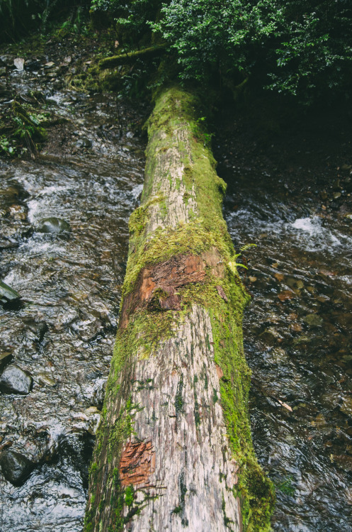 Mossy Log over Tin Mine Creek Prints