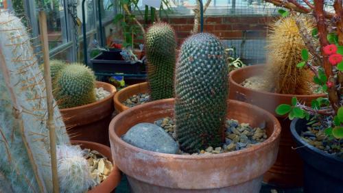 Through the Greenhouse window.