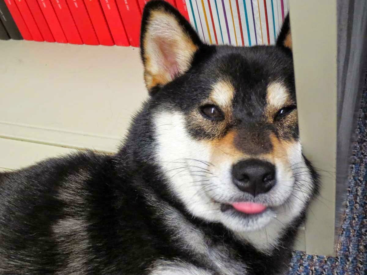 Featured image of post Husky Tumblr Shiba Inu The shiba inu japanese