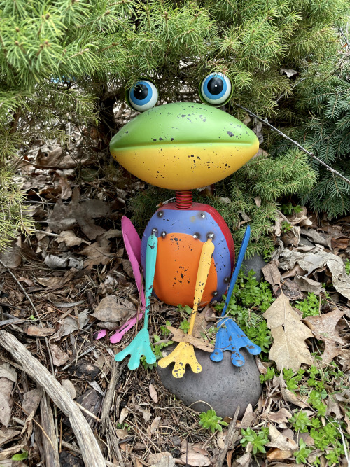 picturetakingguy:This colorful little frog just hopped by to say howdy on Frog Friday.  Hope yo