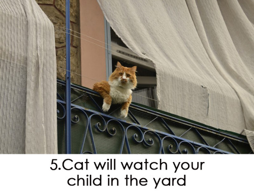 Hilarious! 30 ways to use your cat in household! Funny and ridiculous thing your cat can do for you!