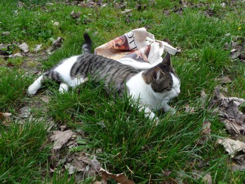 ancientromebuildings:Fiesole - Roman bathsMuseum cat came to say hello during our visit :) Fiesole, 