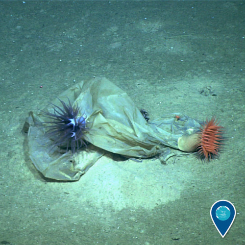 noaasanctuaries:This week is Clean Beaches Week, the perfect time to think about how the plastic you