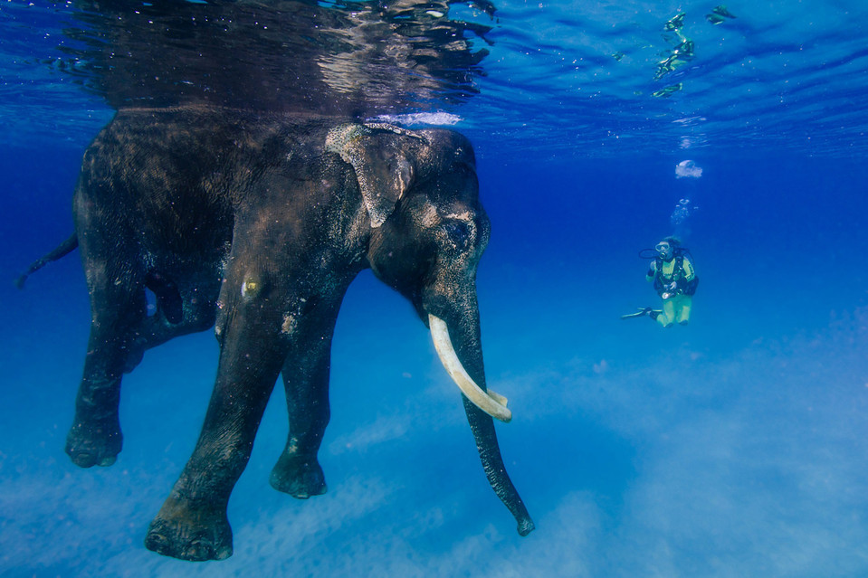 inothernews:  Retired working elephant Rajan swims in the Bay of Bengal off the Andaman