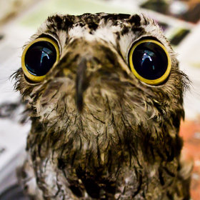 lizardking90:  Potoo!  Such a hilarious bird :) credit- huffingtonpost, shadow’s