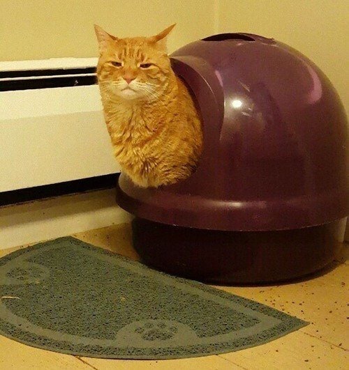 mooncrickets: nnyas:       I’m crying guys look a snail 🐌    effervescent 