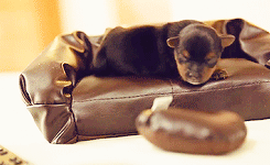 Porn  tiny puppies on tiny couches !  photos