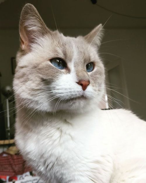 furnydinglecats:Look at those eyes