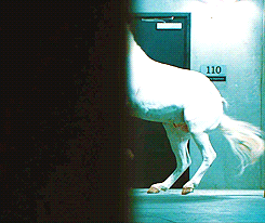 My Main Quibble About Unicorns: Have You Met Horses? If Going By The Equine Sort Unicorn? I’ve Met